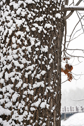 被雪覆盖的树干照片