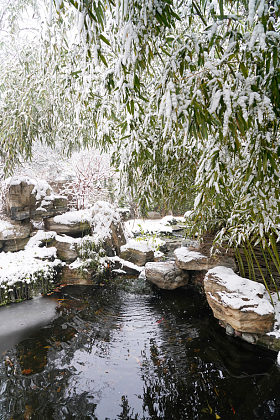 下雪后的私家花园图片
