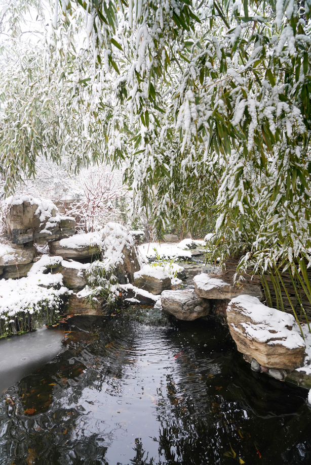 下雪后的私家花园图片 下雪后的私家花园图片