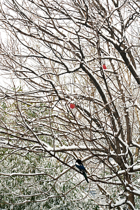 雪后树枝上的灰喜鹊