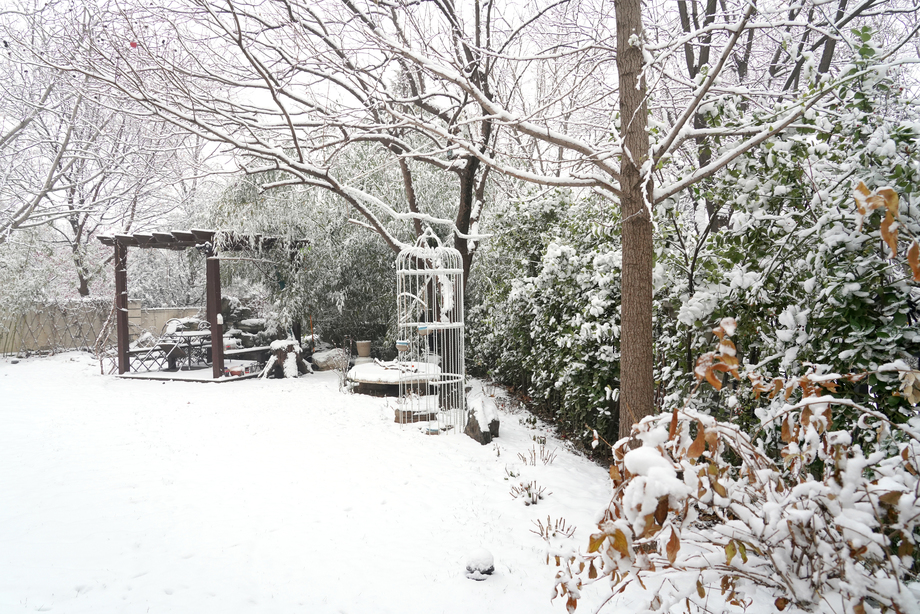 下雪后的私家花园图片