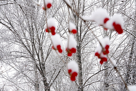 雪后的树林和金银木果实照片