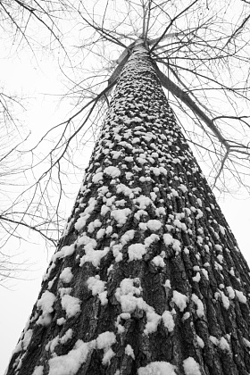 大雪后的一棵树图片