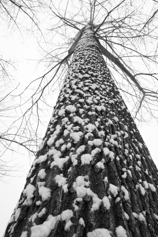 大雪后的一棵树图片 大雪后的一棵树图片