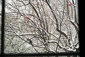 雪后窗户外的喜鹊图片