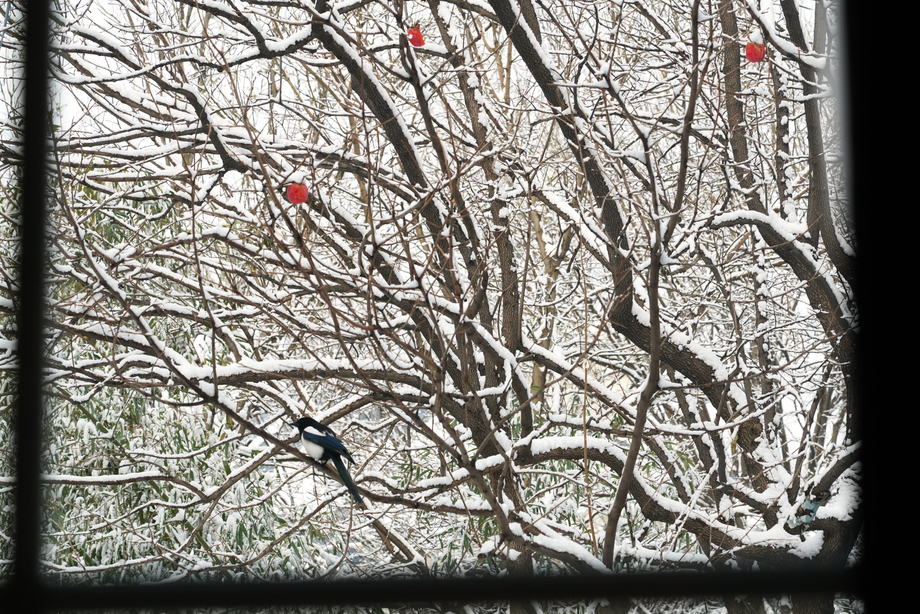 雪后窗户外的喜鹊图片