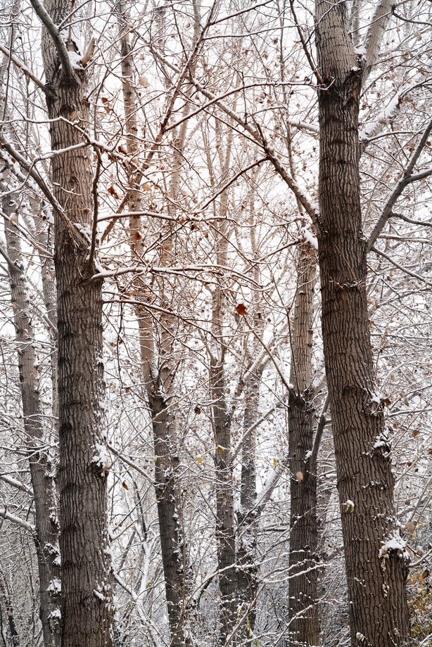 大雪后的树林图片 大雪后的树林图片