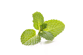 薄荷图片