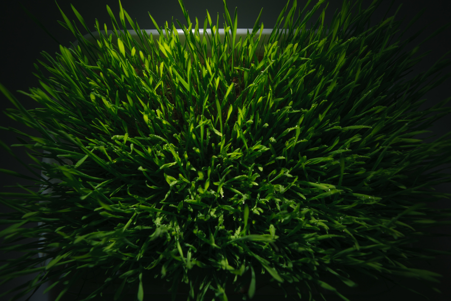 青草照片