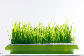 小麦的幼苗照片