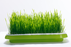 小麦的幼苗图片