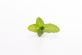薄荷图片