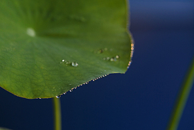 荷叶上的水珠