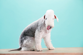 一只可爱的贝灵顿梗犬