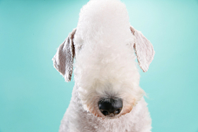 一只可爱的贝灵顿梗犬