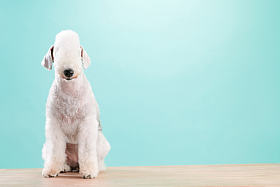 一只可爱的贝灵顿梗犬图片