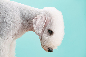 一只可爱的贝灵顿梗犬