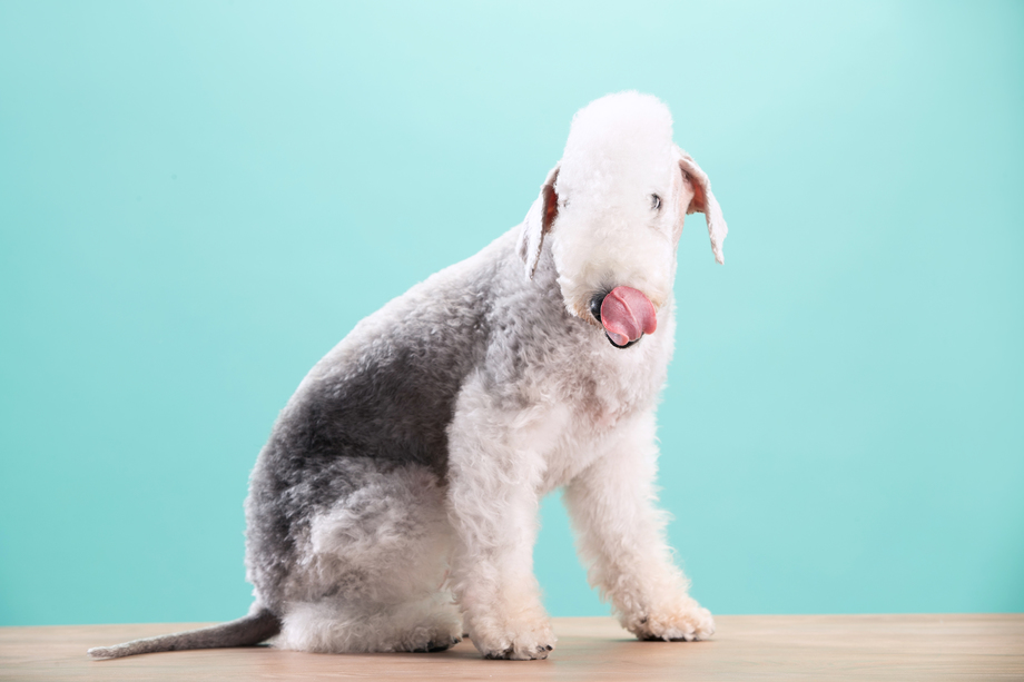 一只可爱的贝灵顿梗犬图片