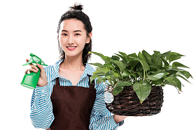 青年园艺工修剪盆栽图片