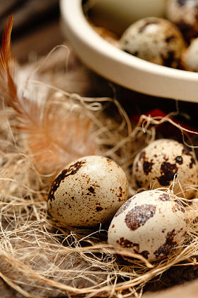 巢里的鹌鹑蛋和羽毛图片