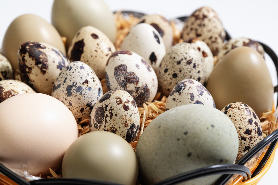 一筐鸡蛋鸭蛋鹌鹑蛋图片 一筐鸡蛋鸭蛋鹌鹑蛋图片