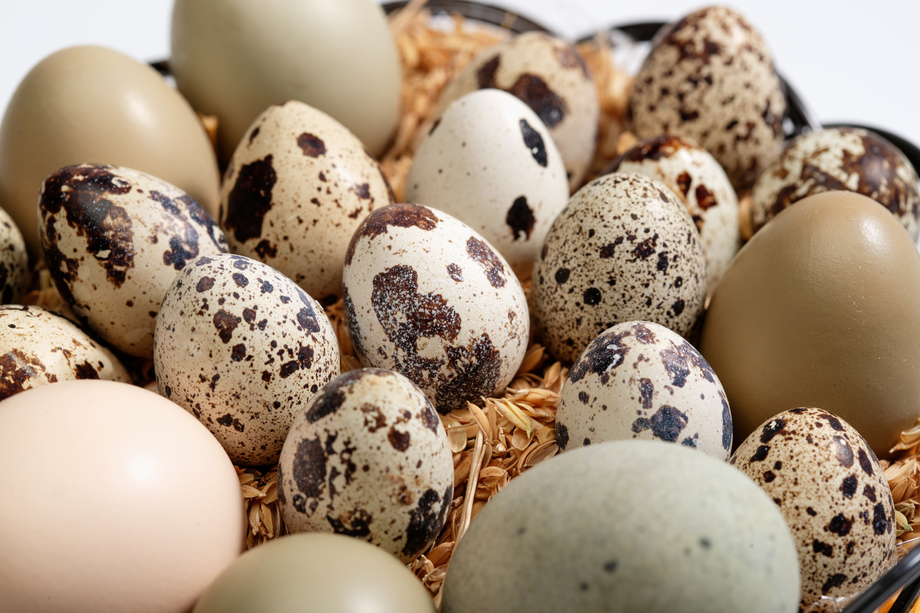 一筐鸡蛋鸭蛋鹌鹑蛋 一筐鸡蛋鸭蛋鹌鹑蛋